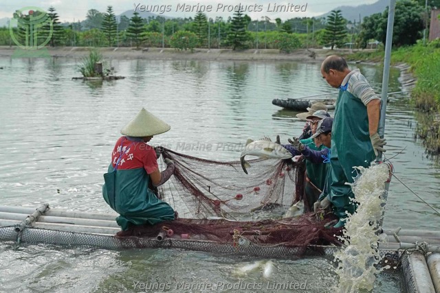 放魚網